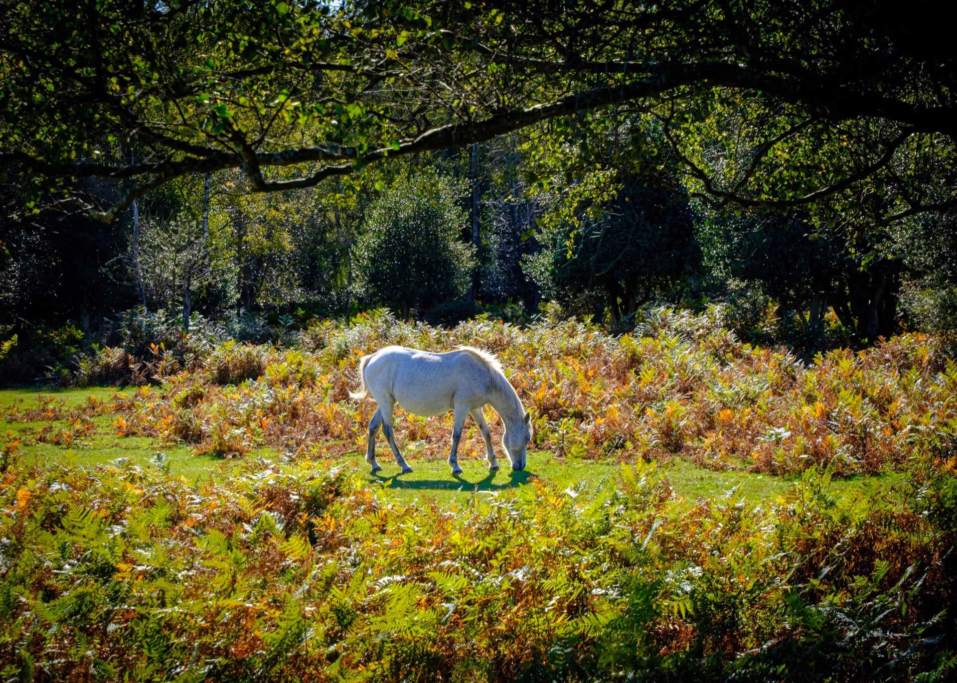 White horse grazing on green grass surrounded by ferns and trees in a sunlit forest clearing.